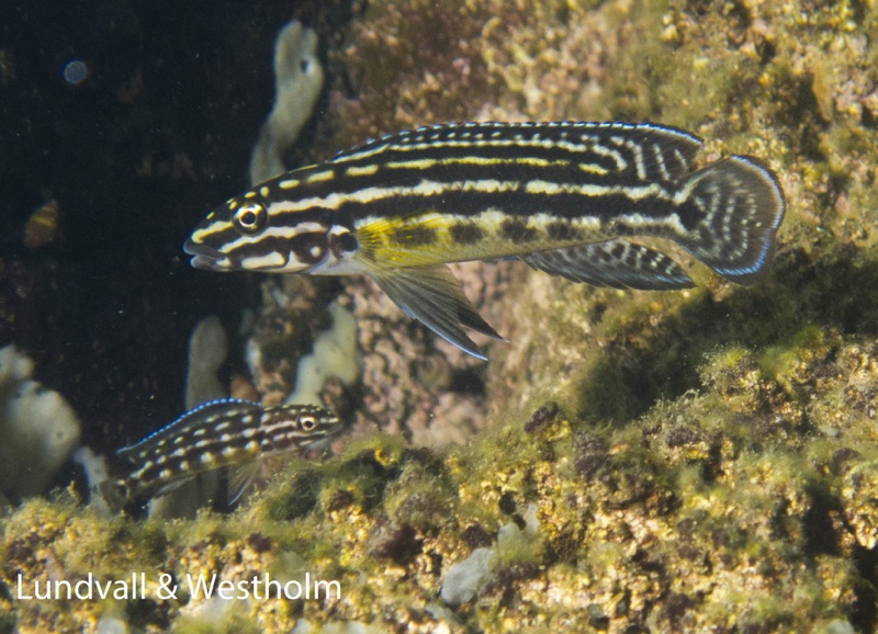 Julidochromis cf. regani 'Nondwa Point'